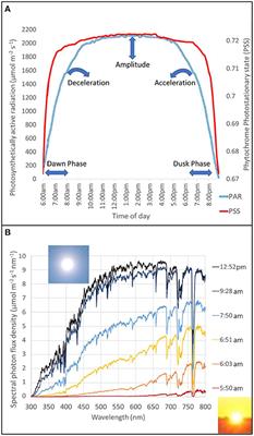 A Perspective Emphasizing Circadian Rhythm Entrainment to Ensure Sustainable Crop Production in Controlled Environment Agriculture: Dynamic Use of LED Cues